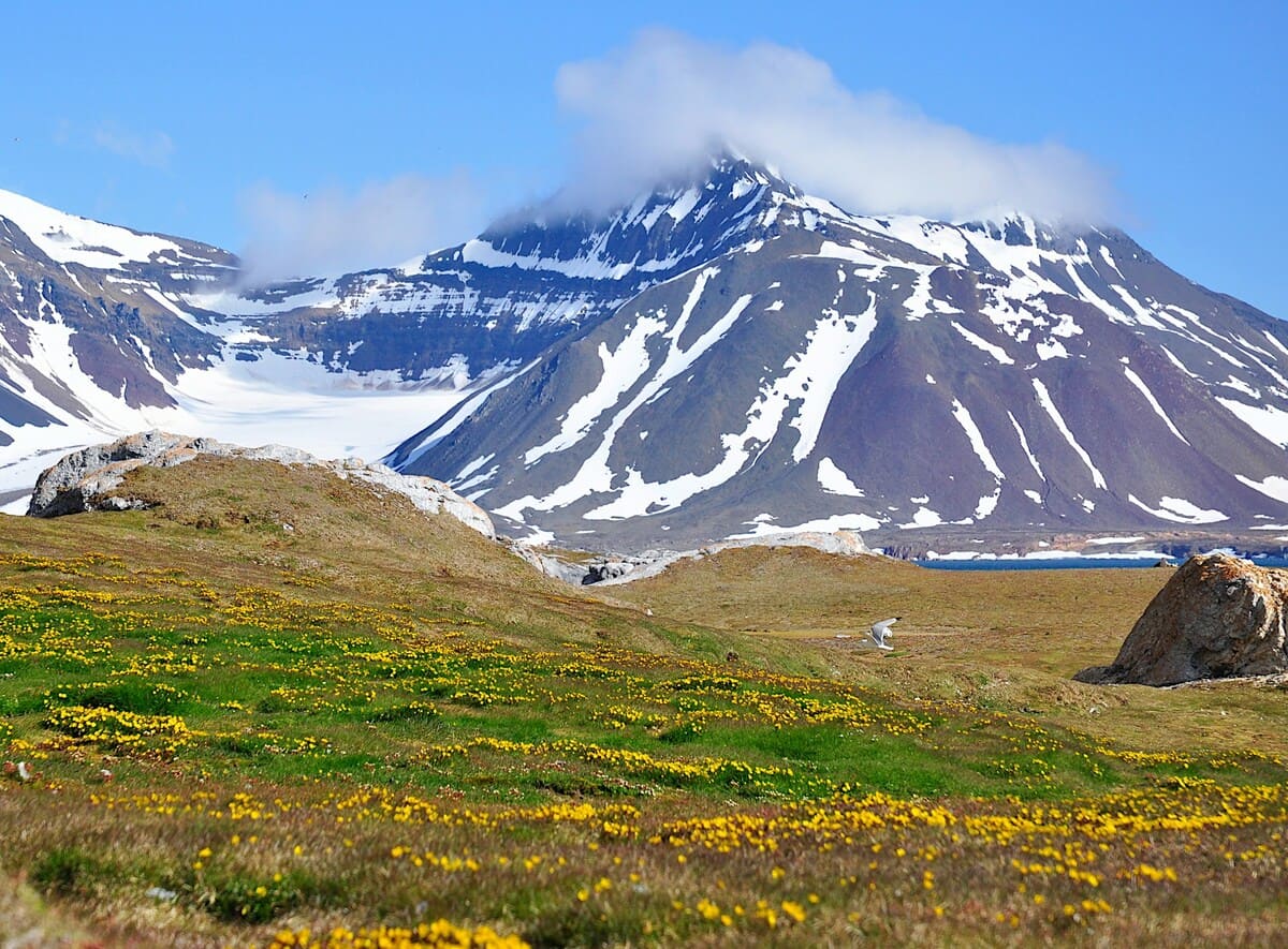 Rinnovabili • Tundra artica: ora emette più CO2 di quanta ne cattura