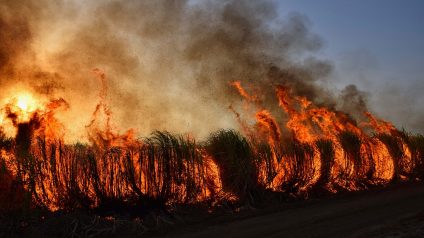 Rinnovabili • Il rischio incendi aumenta con il cambiamento climatico