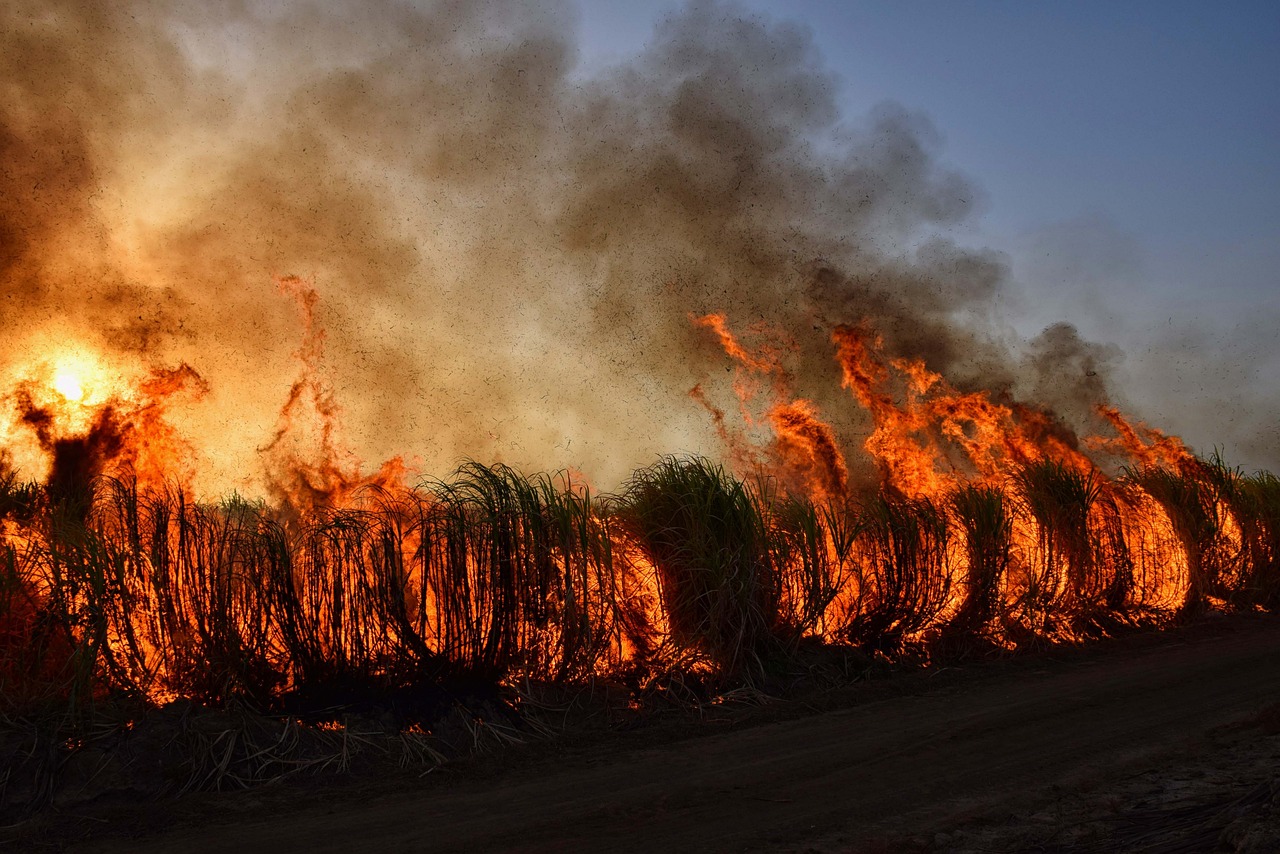 Rinnovabili • Il rischio incendi aumenta con il cambiamento climatico