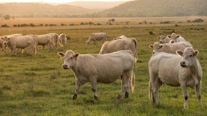 Rinnovabili • La Germania propone una tassa climatica sugli alimenti più inquinanti