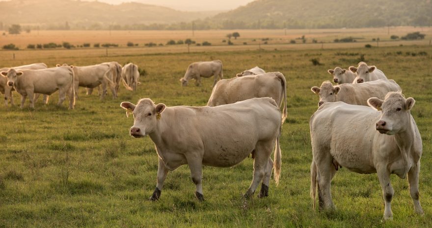 Rinnovabili • La Germania propone una tassa climatica sugli alimenti più inquinanti