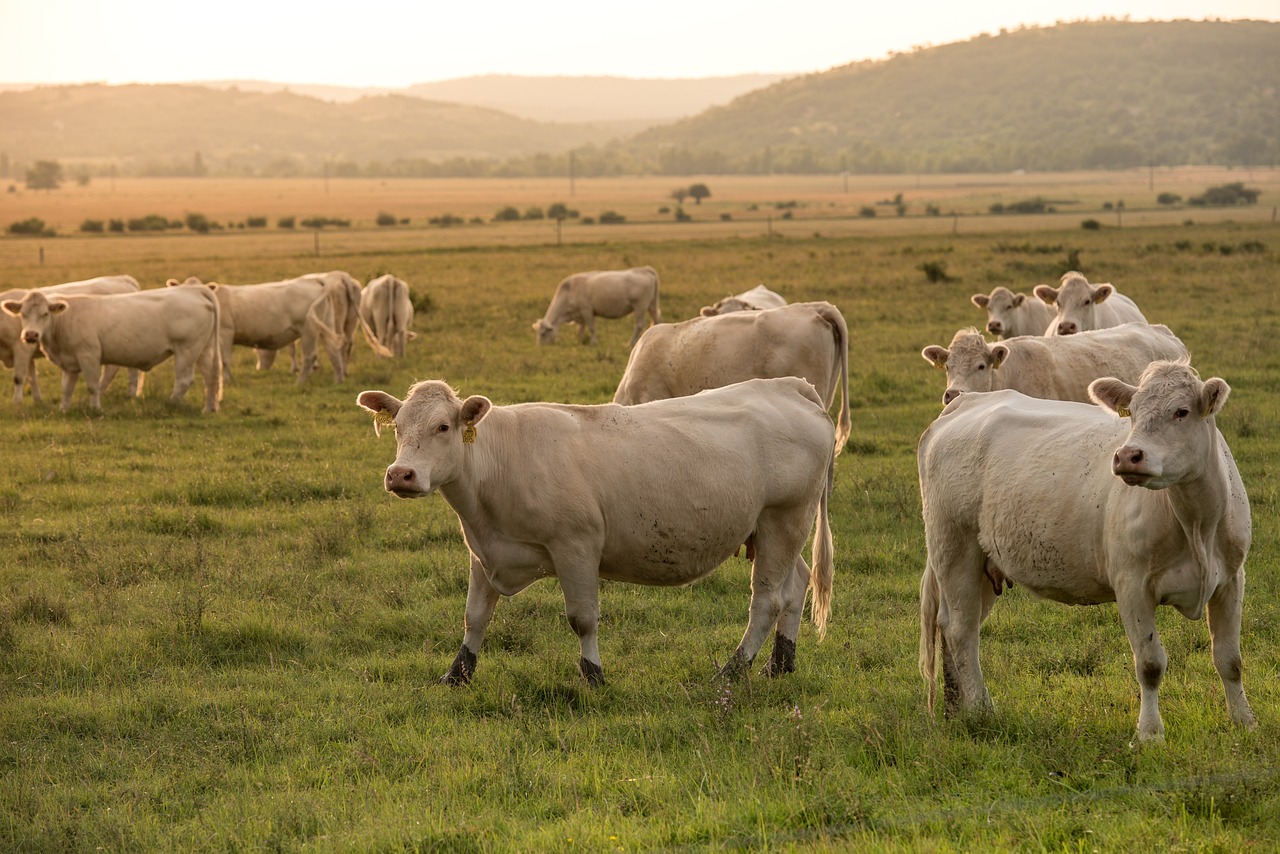 Rinnovabili • La Germania propone una tassa climatica sugli alimenti più inquinanti