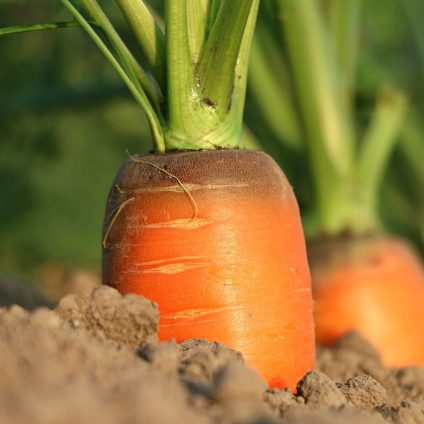 Rinnovabili • PAC e agricoltura nell’opinione dei cittadini dell’Unione Europea