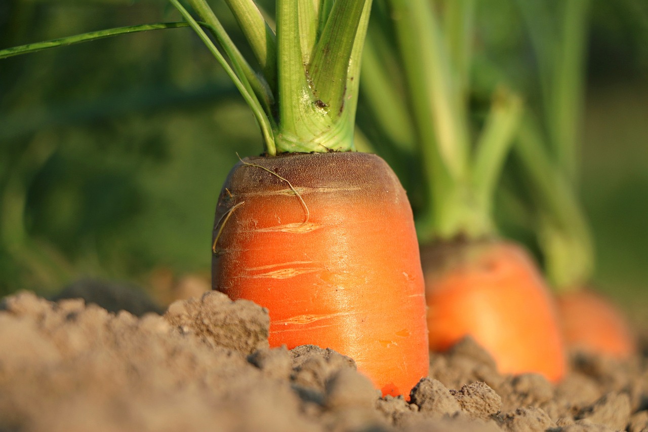 Rinnovabili • PAC e agricoltura nell’opinione dei cittadini dell’Unione Europea