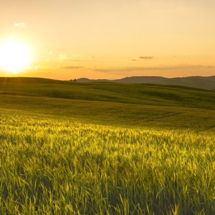 Rinnovabili • Legge di Bilancio 2025, misure non solo per l’agricoltura nella strategia del MASAF