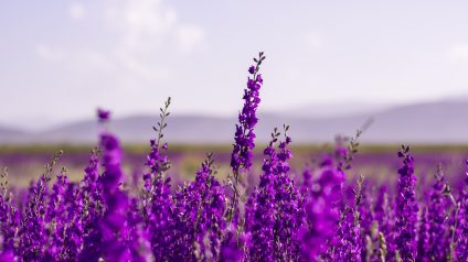 Rinnovabili • Batterie sodio-zolfo a temperatura ambiente, oltre 1500 cicli grazie alla lavanda