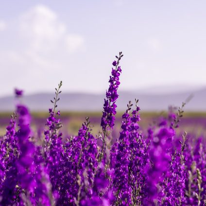 Rinnovabili • Batterie sodio-zolfo a temperatura ambiente, oltre 1500 cicli grazie alla lavanda