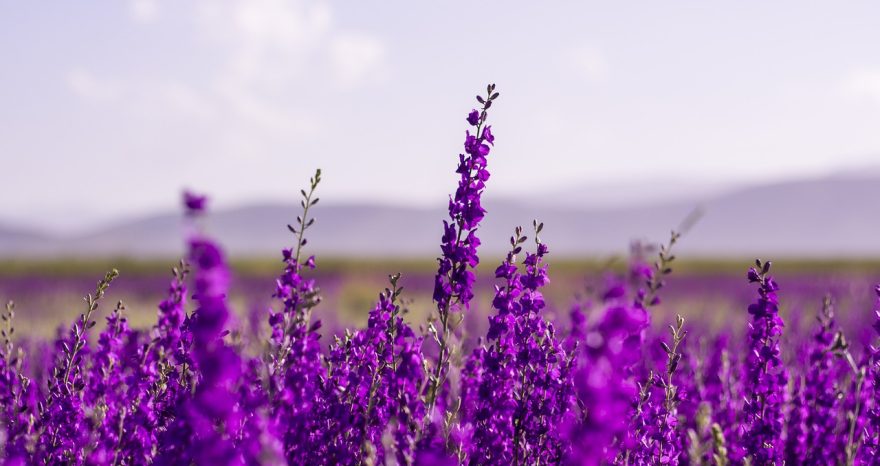 Rinnovabili • Batterie sodio-zolfo a temperatura ambiente, oltre 1500 cicli grazie alla lavanda