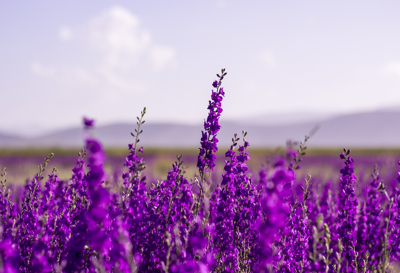 Rinnovabili • Batterie sodio-zolfo a temperatura ambiente, oltre 1500 cicli grazie alla lavanda