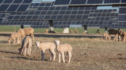 Rinnovabili • Qual è il potenziale economico dei pascoli agrivoltaici?