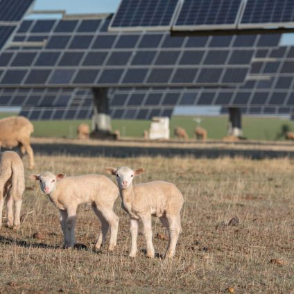 Rinnovabili • Qual è il potenziale economico dei pascoli agrivoltaici?