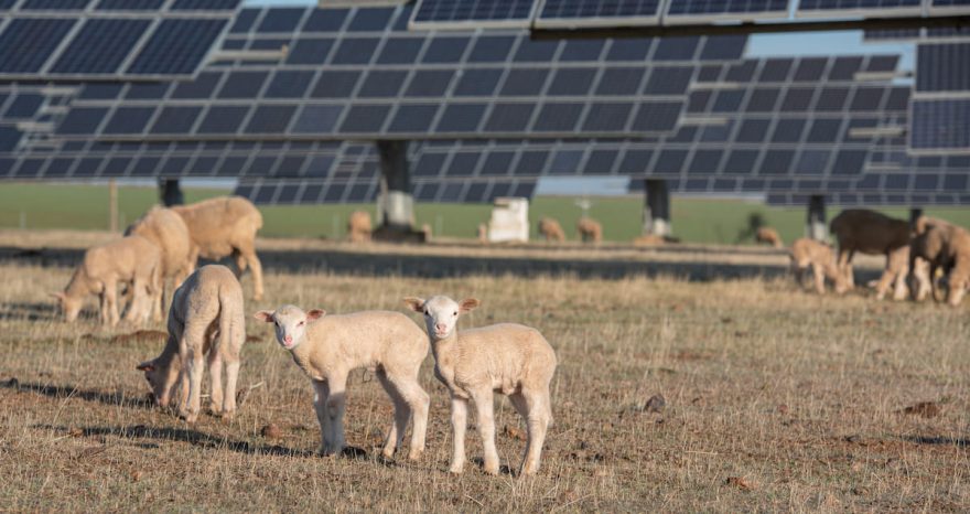 Rinnovabili • Qual è il potenziale economico dei pascoli agrivoltaici?