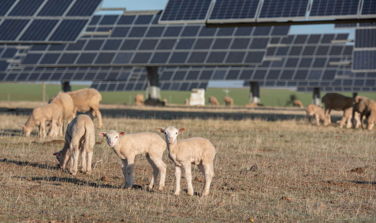 Qual è il potenziale economico dei pascoli agrivoltaici?