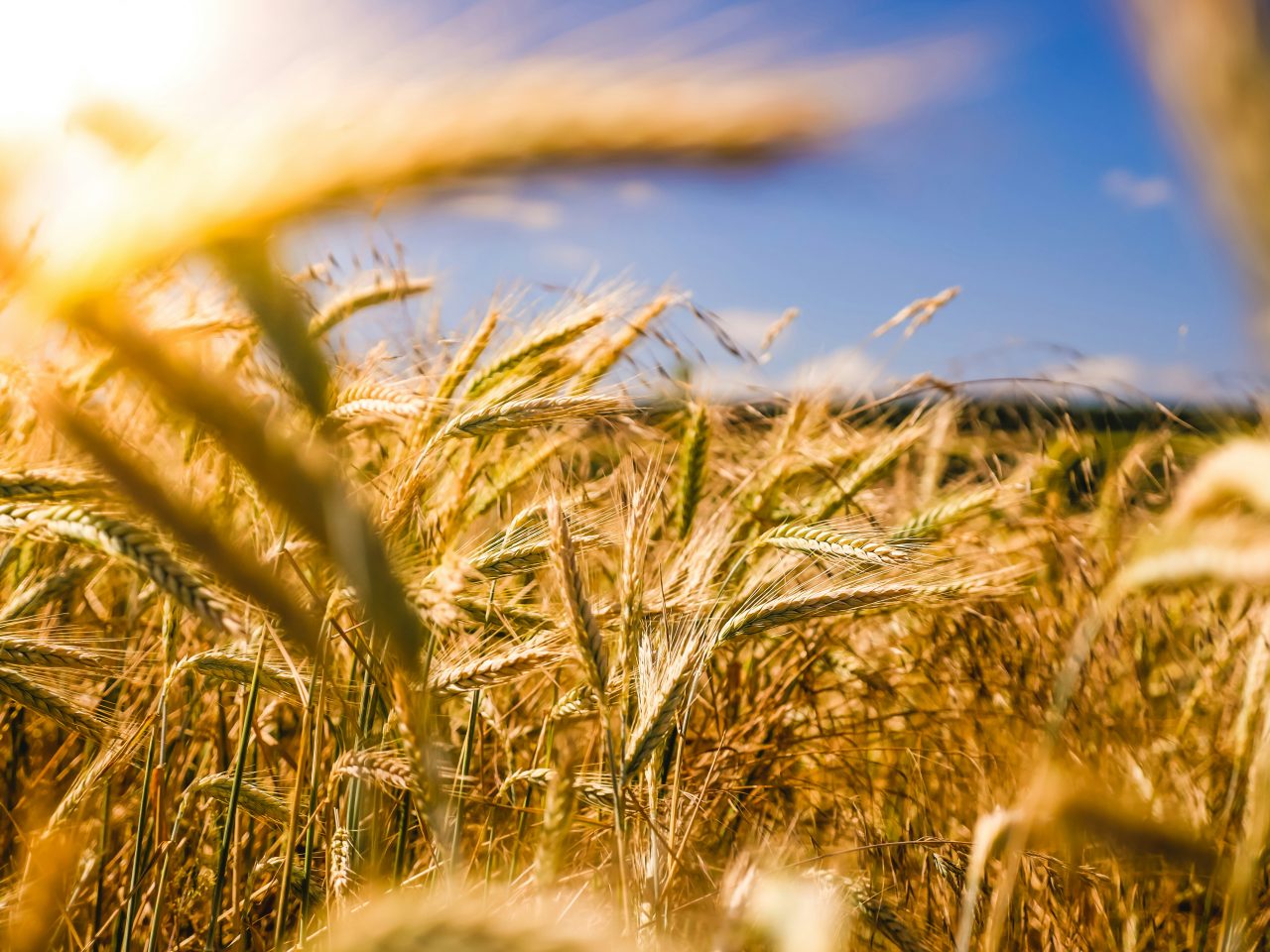 Rinnovabili • Progetto Pangenoma, l’IA rende più sostenibile la coltivazione del grano