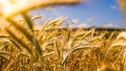 Rinnovabili • Progetto Pangenoma, l’IA rende più sostenibile la coltivazione del grano