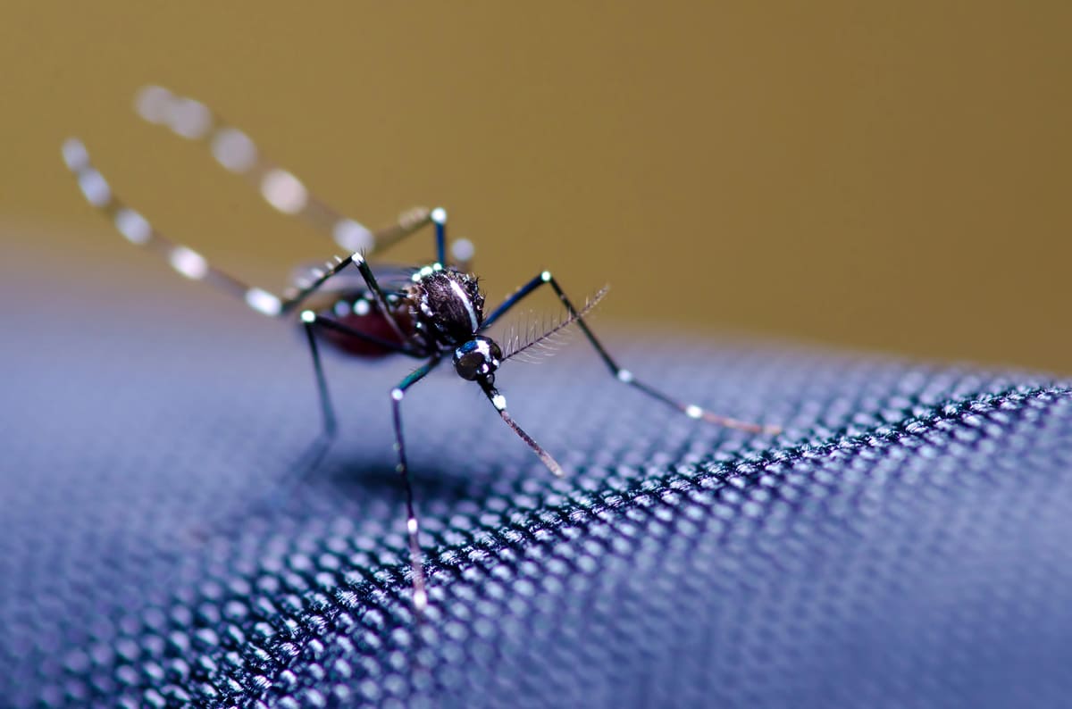 Tecnologie biocontrollo genetico: testati su zanzare i “maschi tossici”