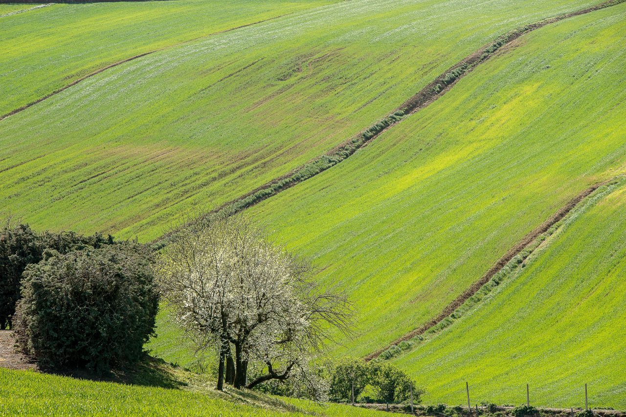 Rinnovabili • Semplificazione, competitività, innovazione e resilienza. Le parole chiave della nuova agricoltura europea