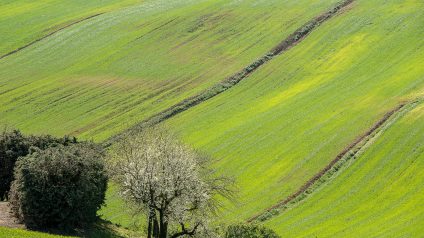 Rinnovabili • Semplificazione, competitività, innovazione e resilienza. Le parole chiave della nuova agricoltura europea