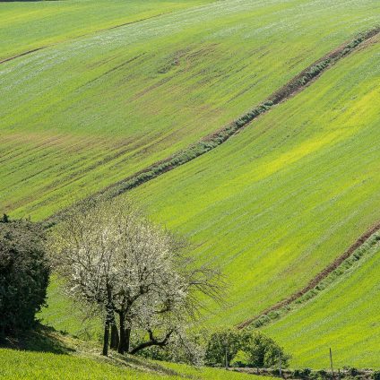 Rinnovabili • Semplificazione, competitività, innovazione e resilienza. Le parole chiave della nuova agricoltura europea