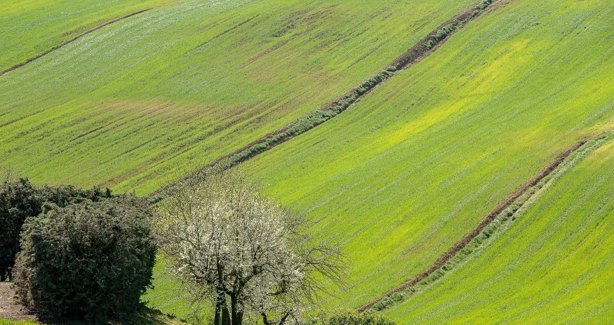 Rinnovabili • Semplificazione, competitività, innovazione e resilienza. Le parole chiave della nuova agricoltura europea