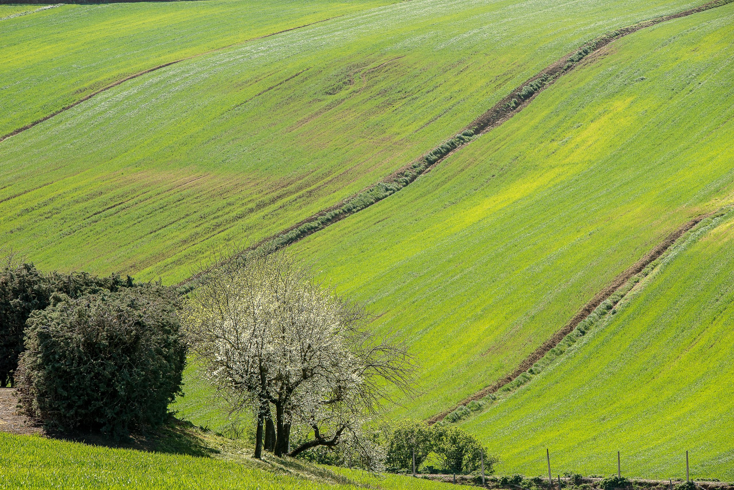 Semplificazione, competitività, innovazione e resilienza. Le parole chiave della nuova agricoltura europea