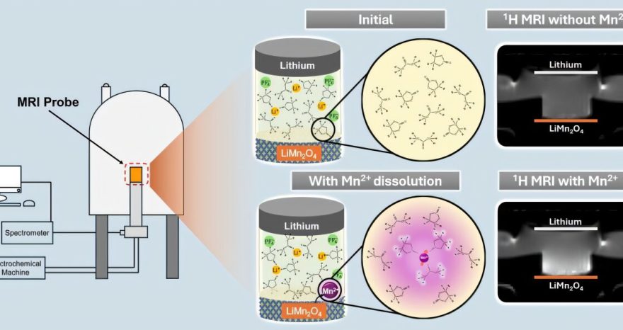 Rinnovabili • Perché le prestazioni delle batterie al litio MNO calano? Risponde la risonanza magnetica