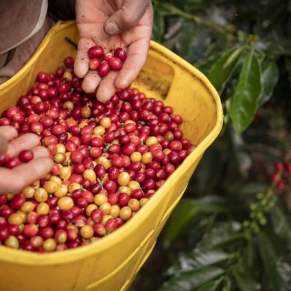 Rinnovabili • Le mille virtù dei sottoprodotti del caffè