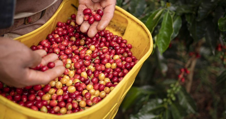 Rinnovabili • Le mille virtù dei sottoprodotti del caffè