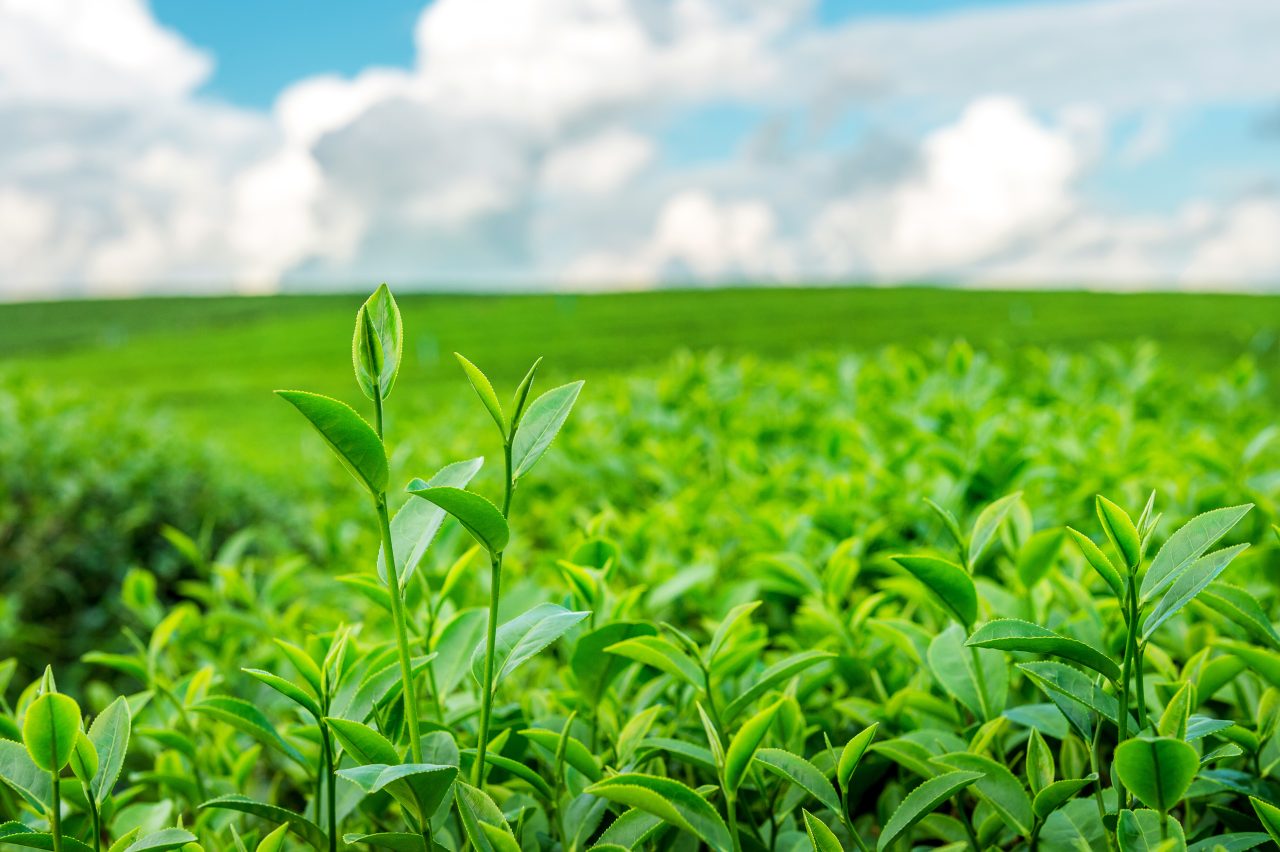 Rinnovabili • In discussione i nuovi regolamenti UE per la semplificazione. Meno burocrazia per gli agricoltori?