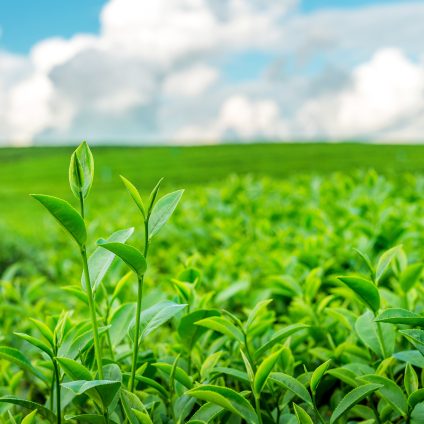 Rinnovabili • In discussione i nuovi regolamenti UE per la semplificazione. Meno burocrazia per gli agricoltori?