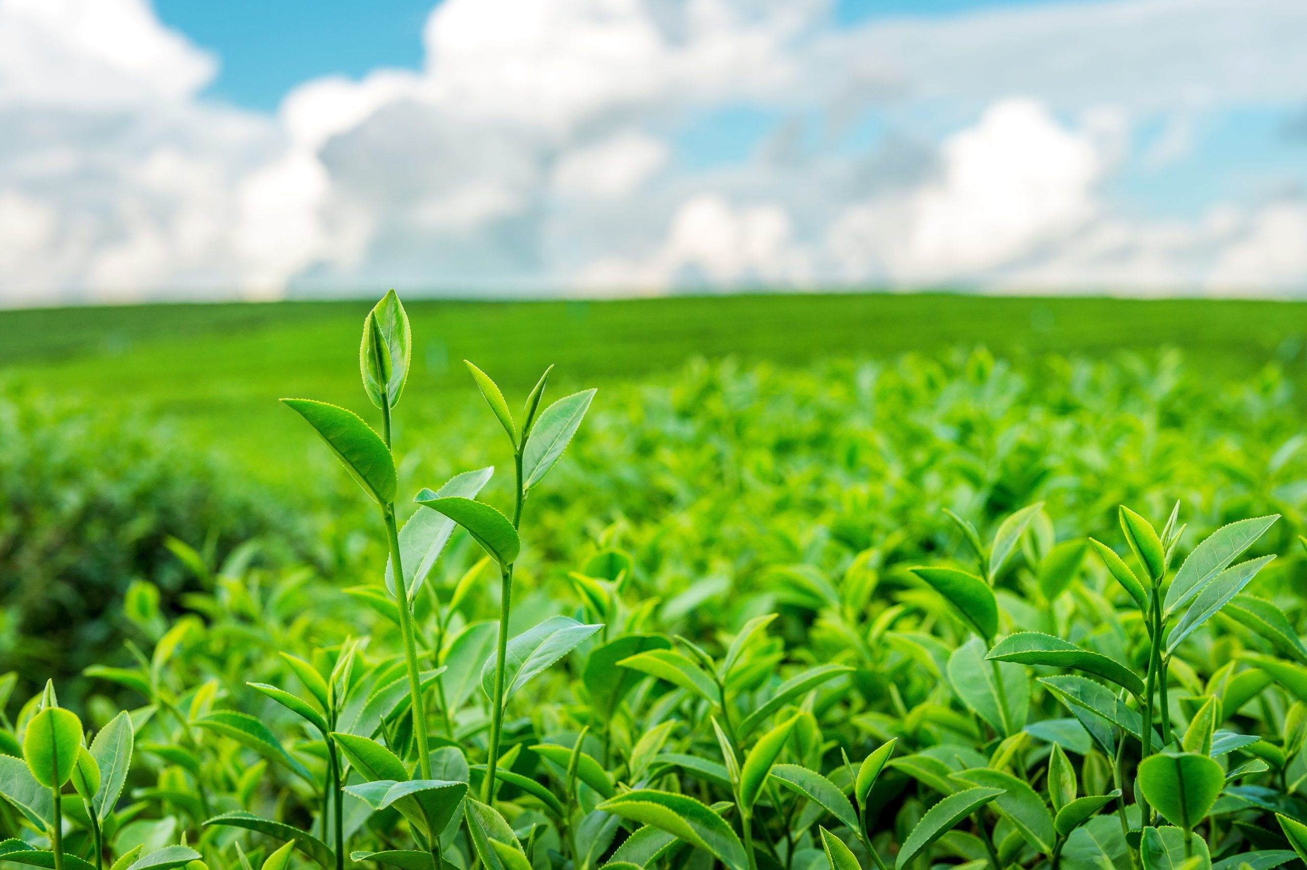 In discussione i nuovi regolamenti UE per la semplificazione. Meno burocrazia per gli agricoltori?