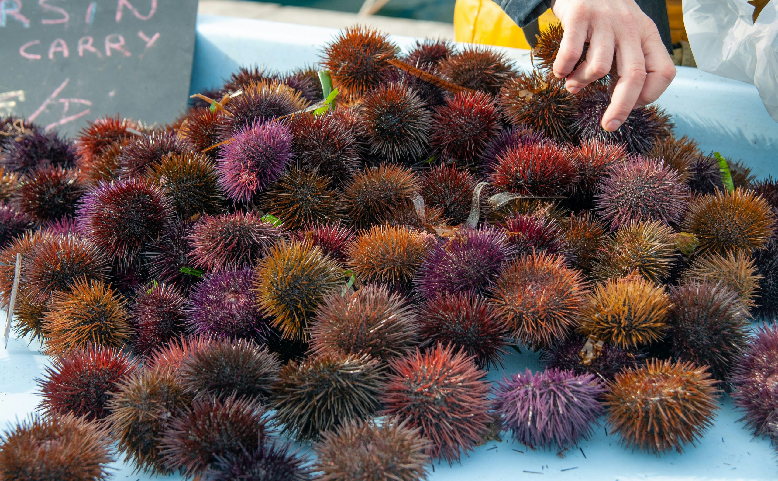 Pesca illegale, maxi sequestro in Puglia