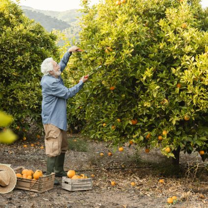 Rinnovabili • Tornatura, combatte le malattie delle piante con l’intelligenza artificiale