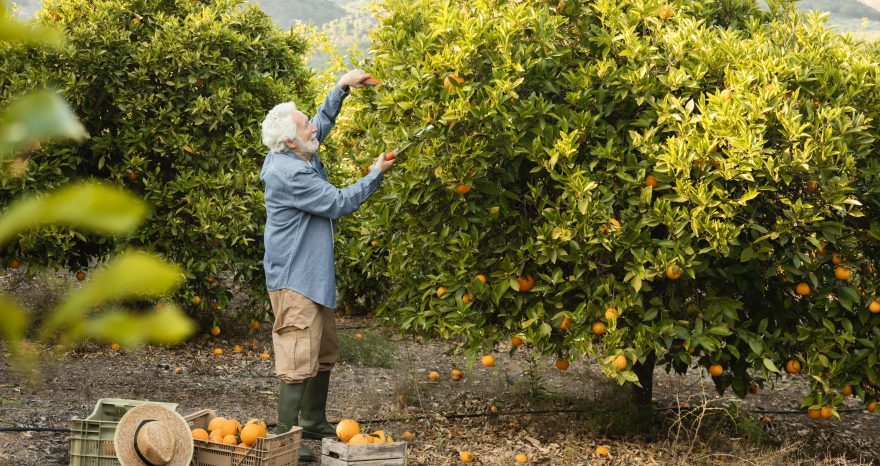 Rinnovabili • Tornatura, combatte le malattie delle piante con l’intelligenza artificiale