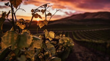 Rinnovabili • In Umbria un vigneto digitale trasforma la tradizione in innovazione