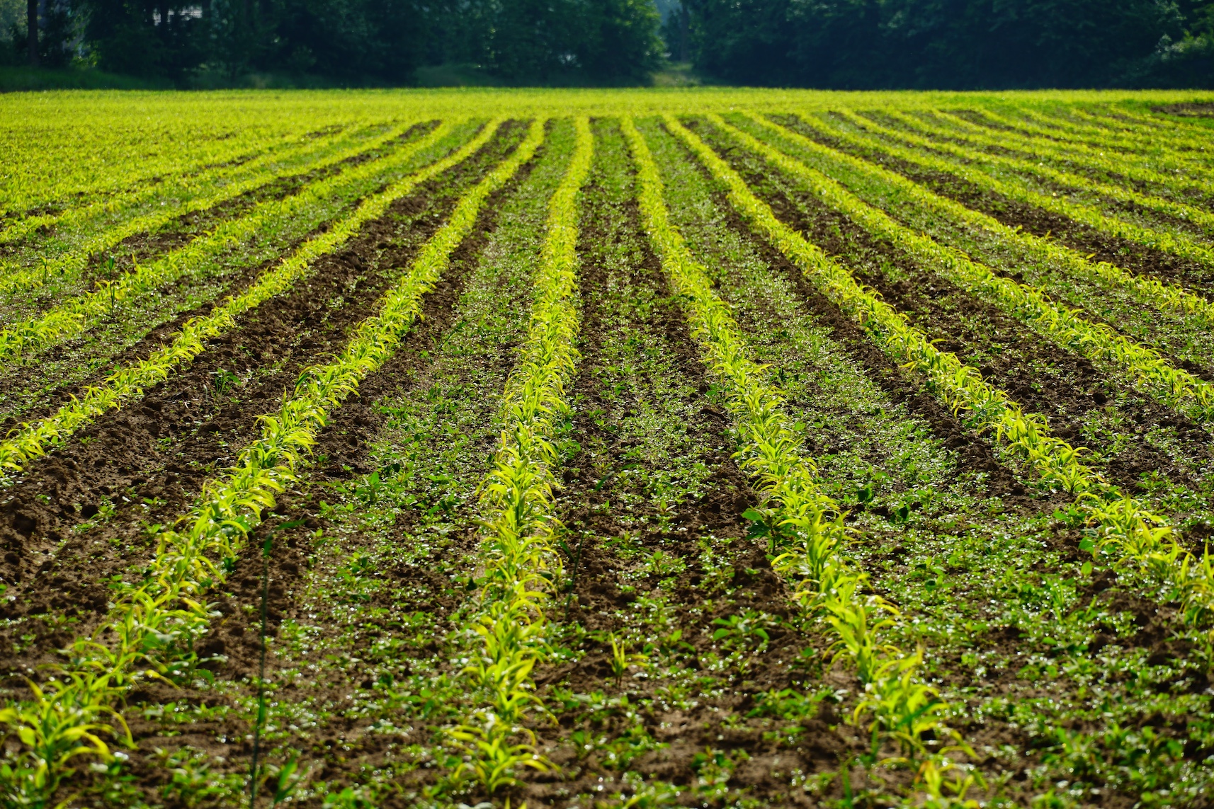 Una partnership strategica stanzia 3 miliardi di euro per facilitare l’accesso al credito in agricoltura