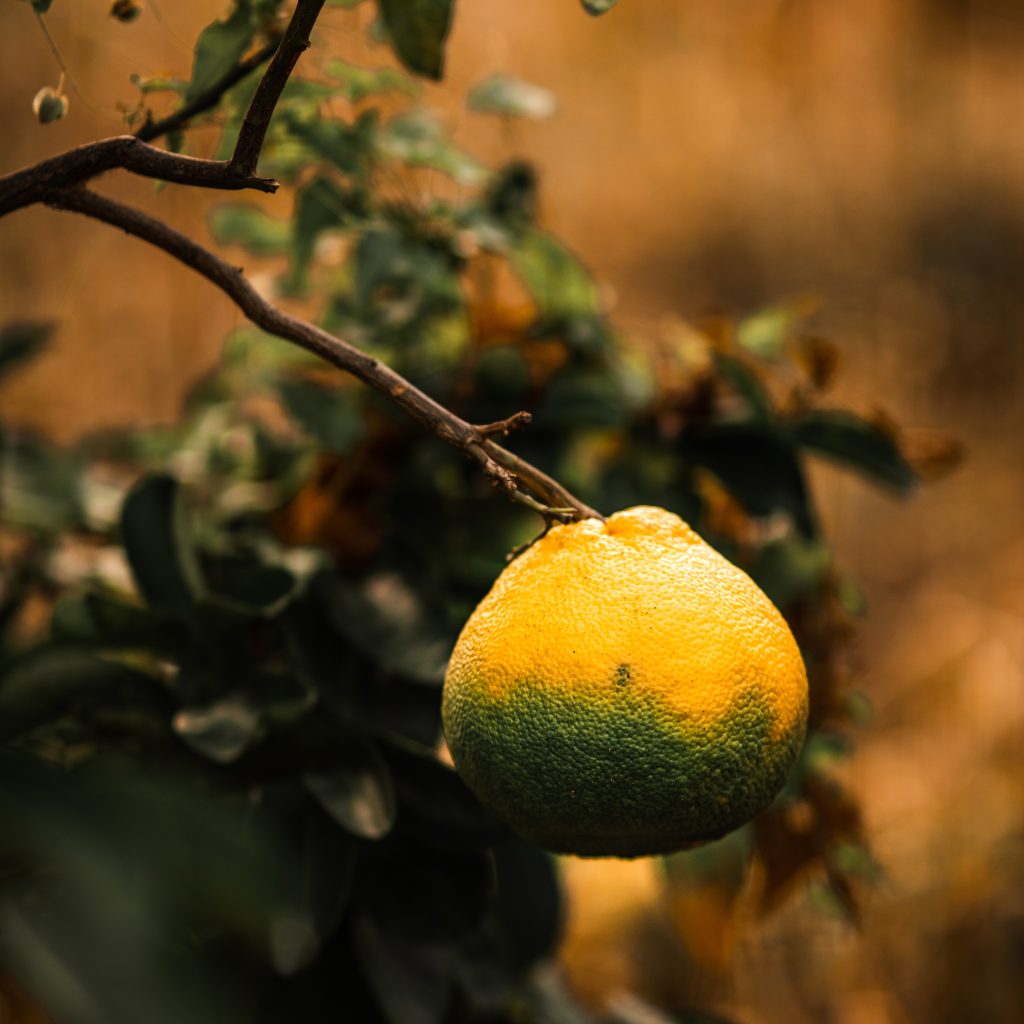 Greening degli agrumi, l’unica strategia è la prevenzione