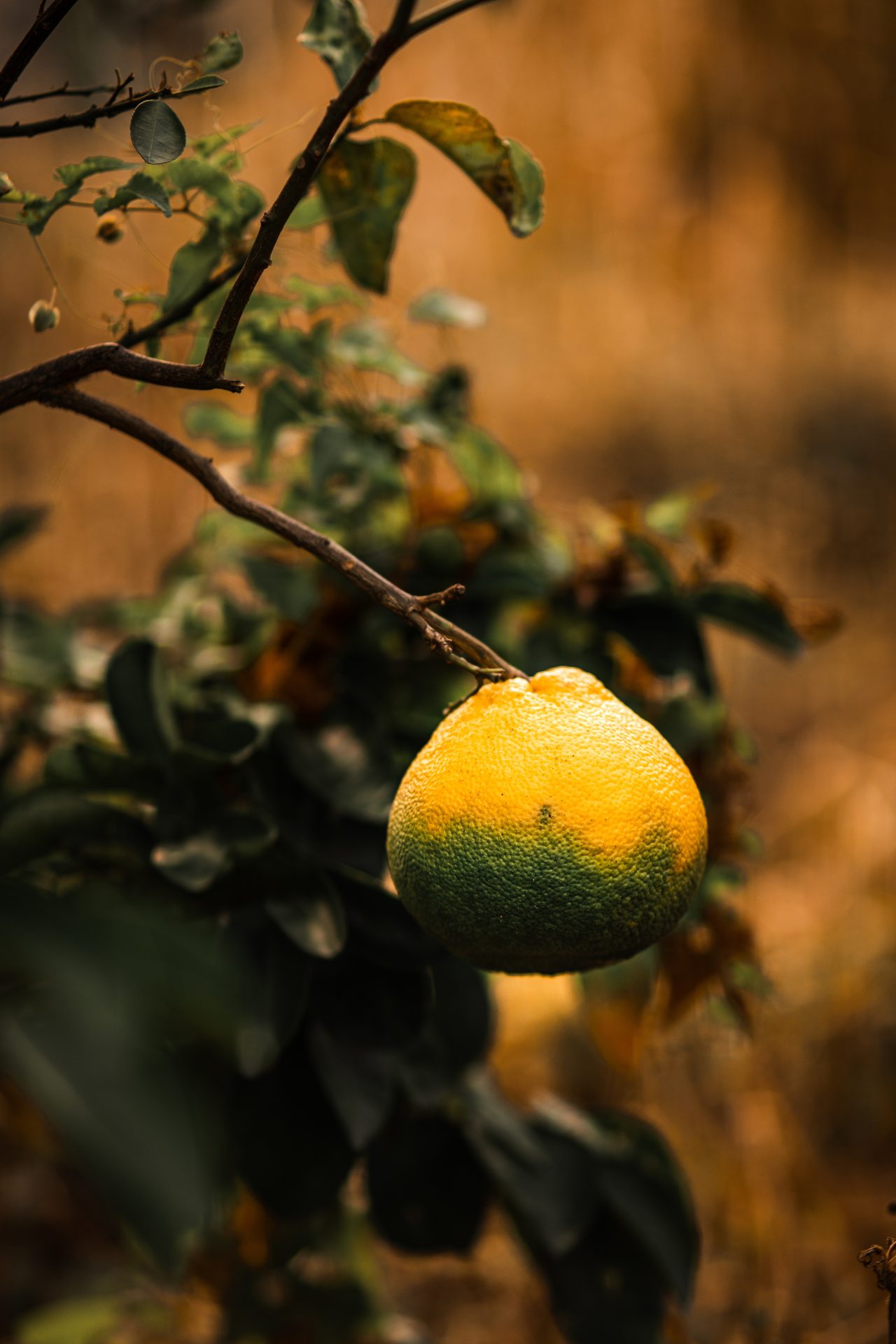 Rinnovabili • Greening degli agrumi, l’unica strategia è la prevenzione